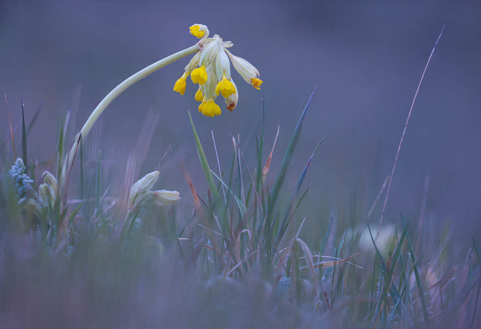 Hyacinthum - Blau