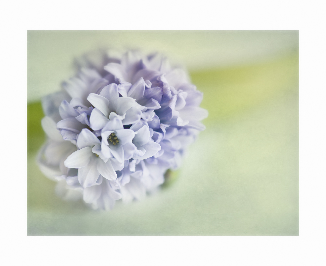 Hyacinthus