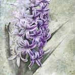 Hyacinthus ...