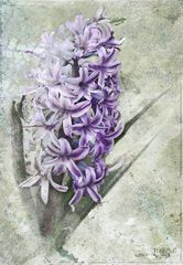 Hyacinthus ...