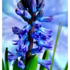 Hyacinthus