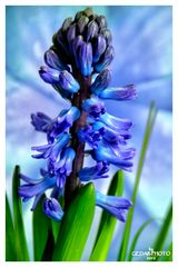 Hyacinthus