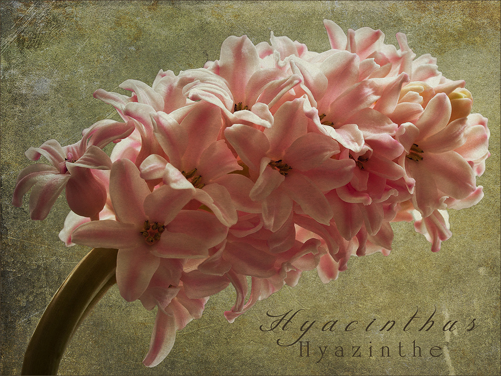 Hyacinthus....