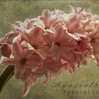 Hyacinthus....