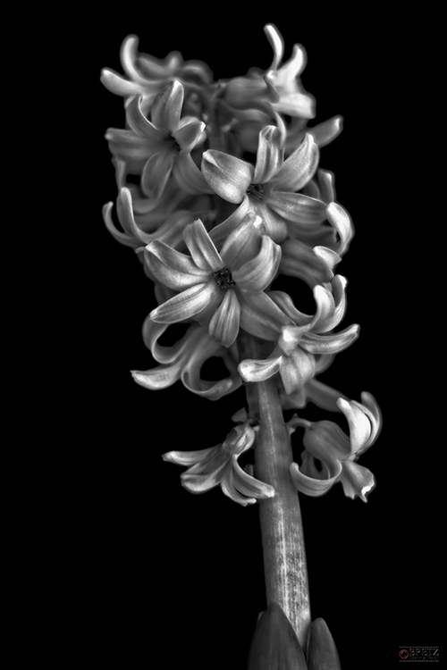 Hyacinthus