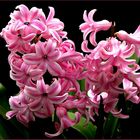 Hyacinthus