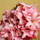 Hyacinthus