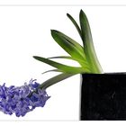 Hyacinthus