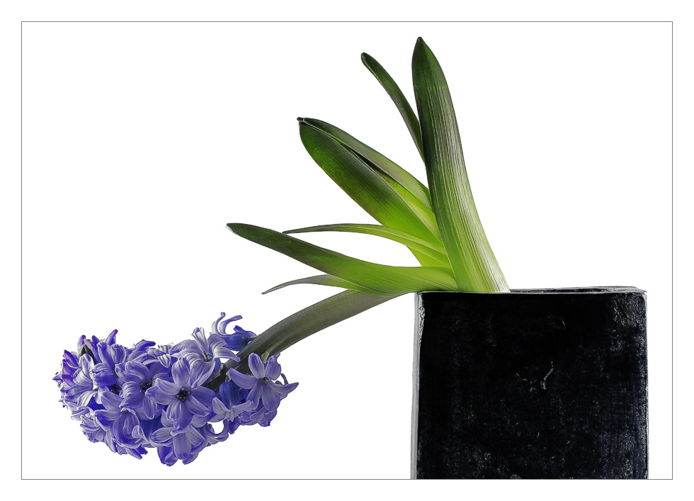 Hyacinthus