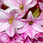 Hyacinthus-eine schönheit