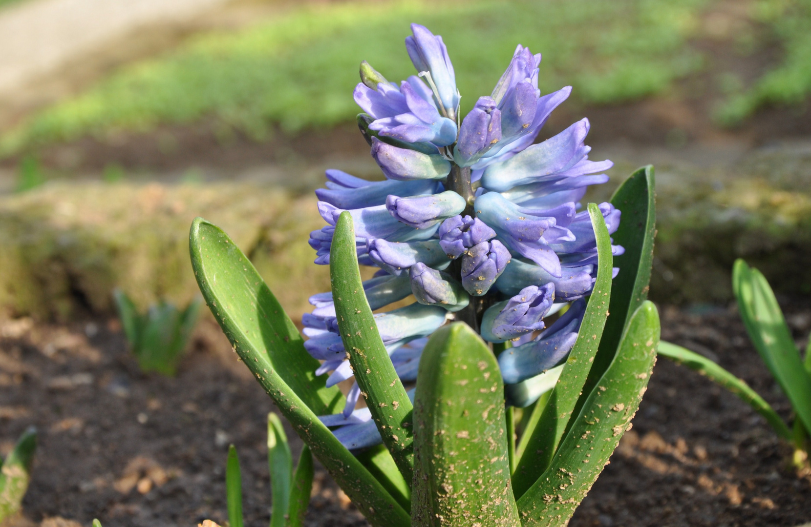 Hyacinthus - giacinto -