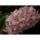 Hyacinthus - Hyazinthe....