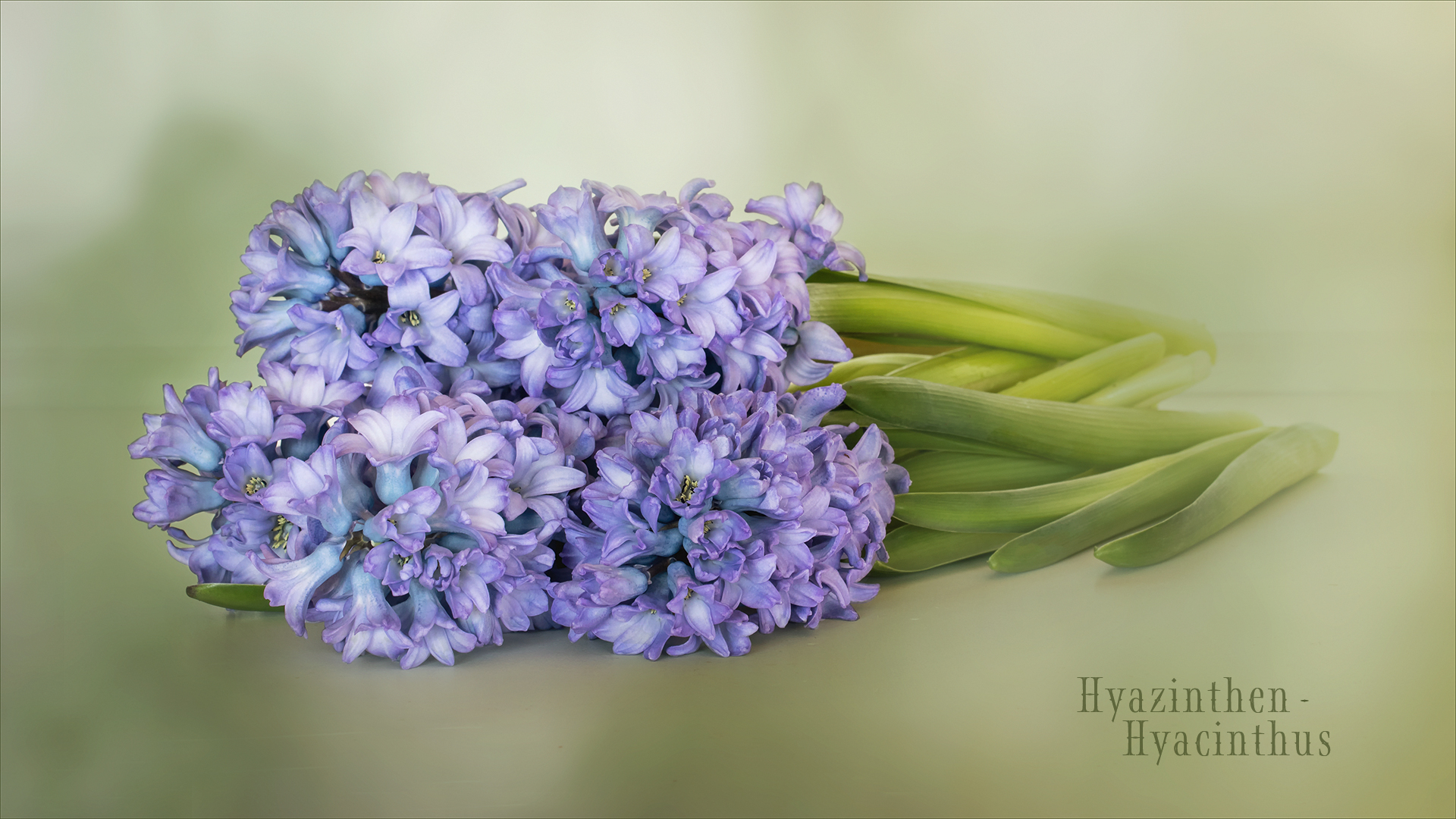 Hyacinthus - Hyazinthen....