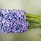 Hyacinthus - Hyazinthen....