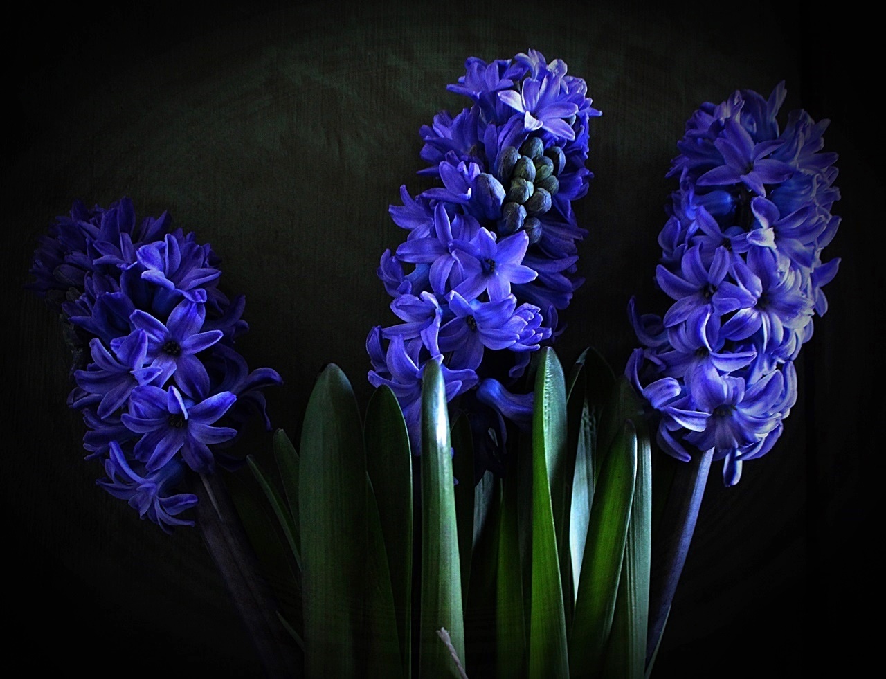 " Hyacinthus " in Blau
