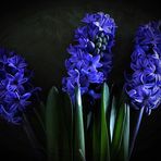 " Hyacinthus " in Blau