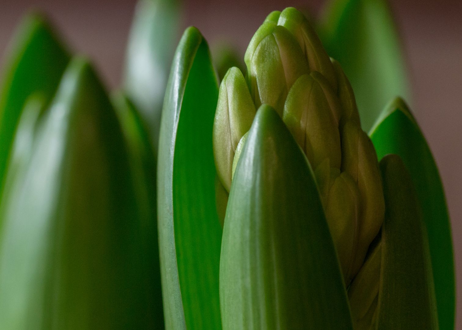 Hyacinthus Makro