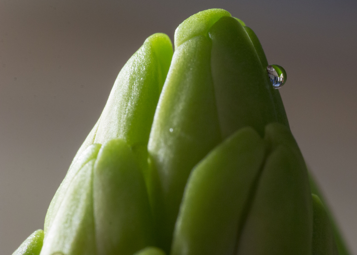 Hyacinthus Makro II