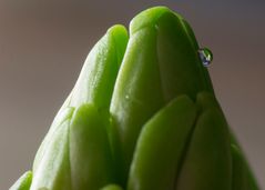 Hyacinthus Makro II