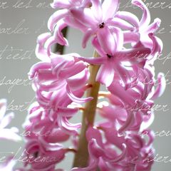**hyacinthus orientalis**