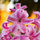 Hyacinthus orientalis L.