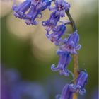 Hyacinthyoides 91239