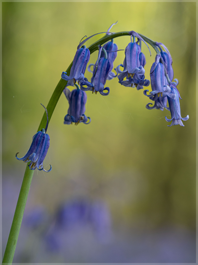 Hyacinthyoides _91627