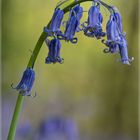 Hyacinthyoides _91627