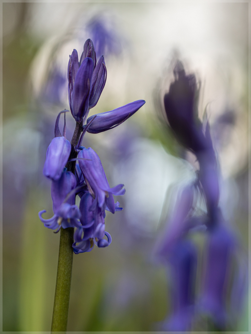 Hyacinthyoides_91040