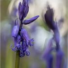 Hyacinthyoides_91040