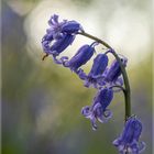 Hyacinthyoides_91050