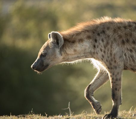 Hyäne