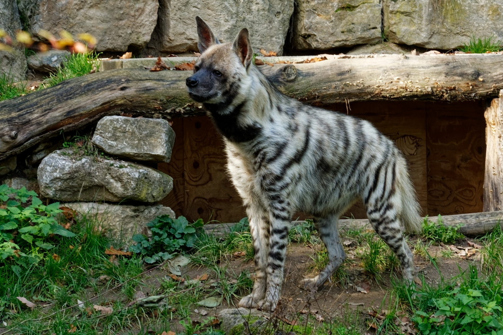 Hyäne Foto & Bild tiere, zoo, wildpark & falknerei, säugetiere Bilder auf