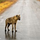 Hyäne bei der Morgenpirsch im Regen...