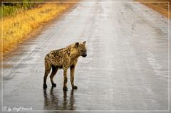 Hyäne bei der Morgenpirsch im Regen...