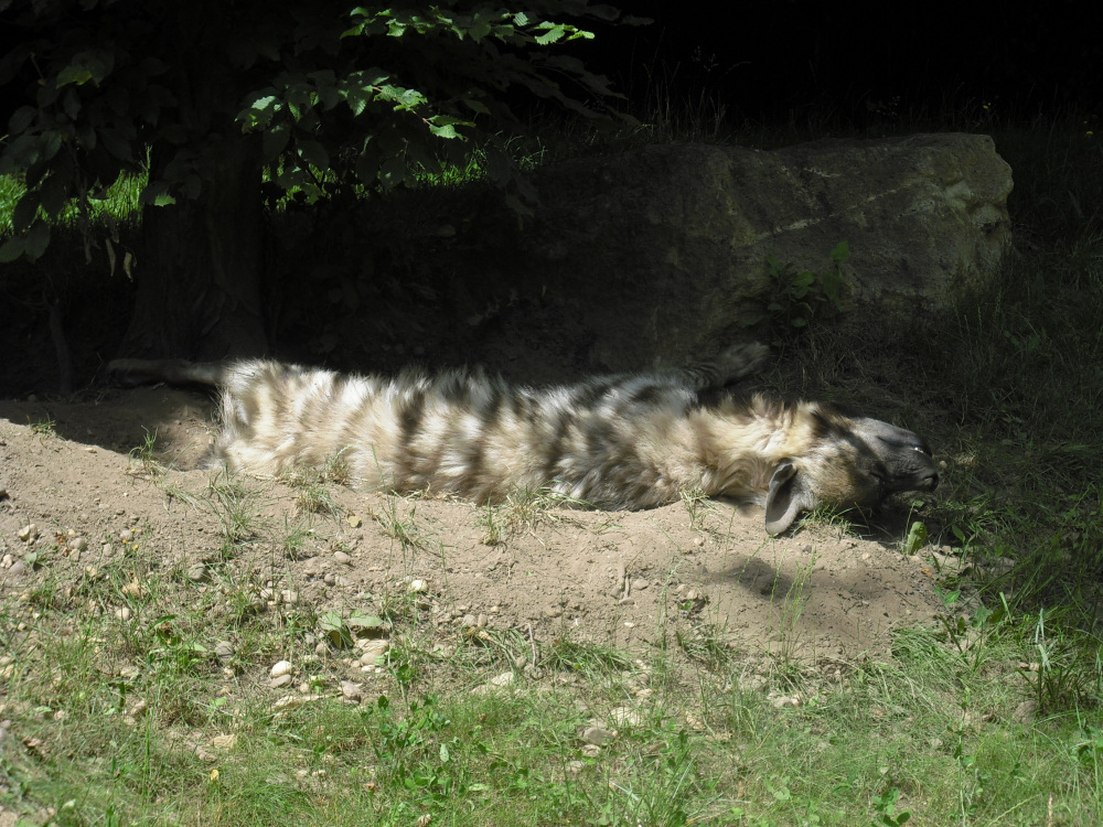 Hyäne beim Mittagsschlaf im Zoo von Amnéville, Frankreich