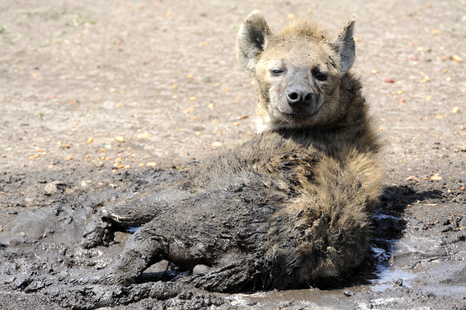 Hyäne beim Schlammbad in der Masai Mara