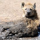 Hyäne beim Schlammbad in der Masai Mara