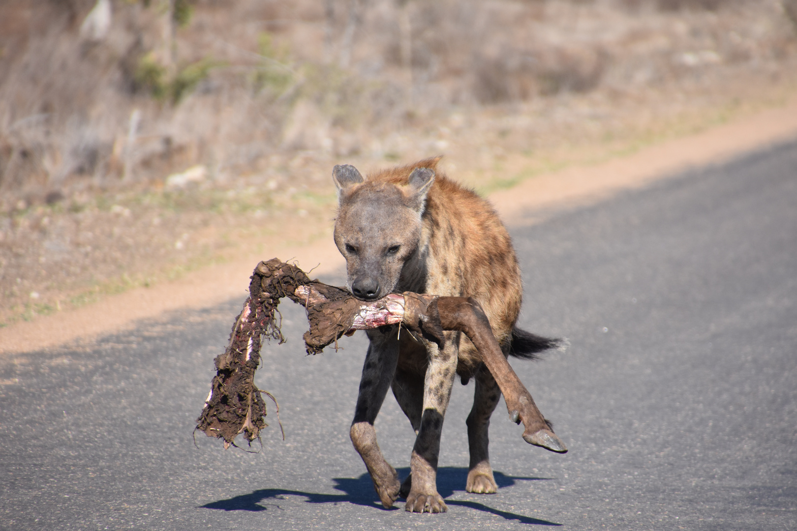 Hyäne Foto & Bild tiere, wildlife, säugetiere Bilder auf