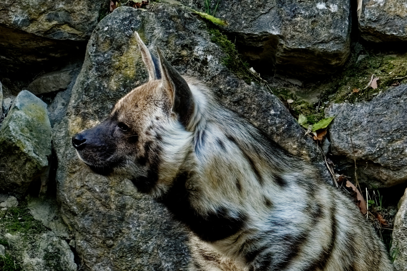 Hyäne Foto & Bild tiere, zoo, wildpark & falknerei, säugetiere Bilder auf