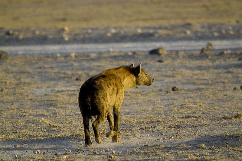 Hyäne im Amboseli Nationalpark, Kenia