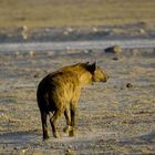 Hyäne im Amboseli Nationalpark, Kenia