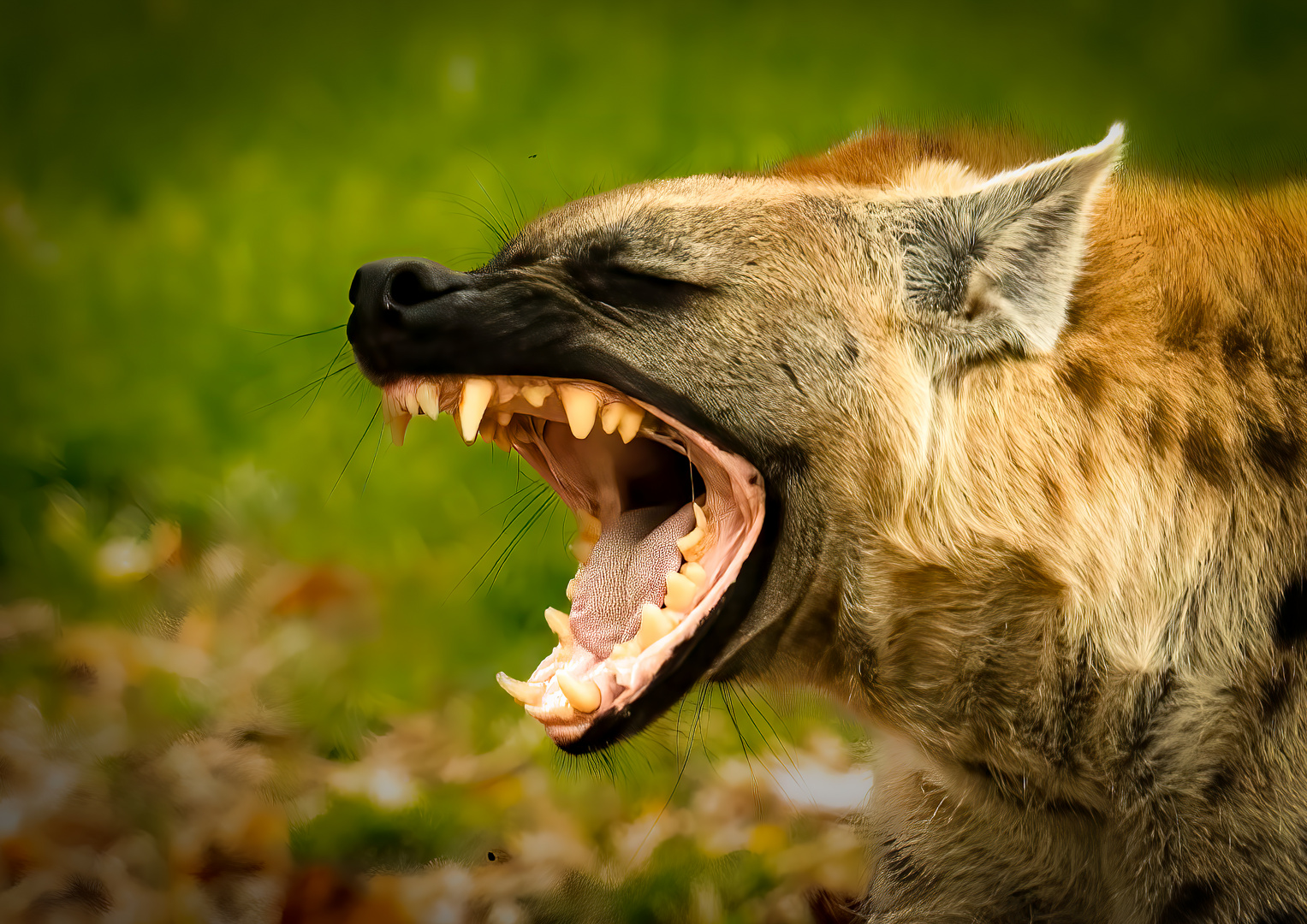 Hyäne im Angriffsmodus Foto & Bild fotos, world, outdoor Bilder auf