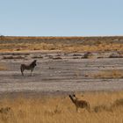 Hyäne im Etosha-Nationalpark