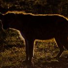 Hyäne im Morgenlicht