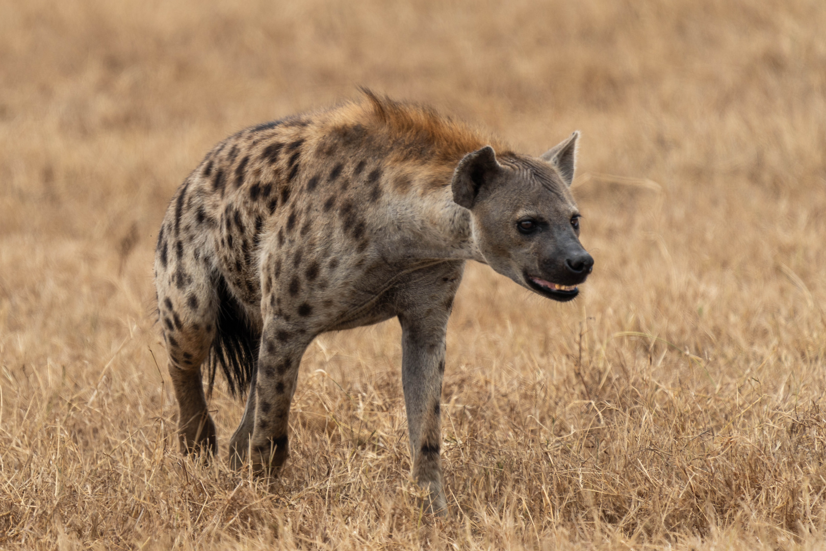 Hyäne im Ngorongoro-Krater