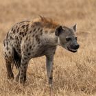 Hyäne im Ngorongoro-Krater