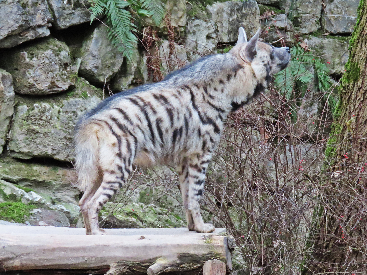 Hyäne im Opel-Zoo