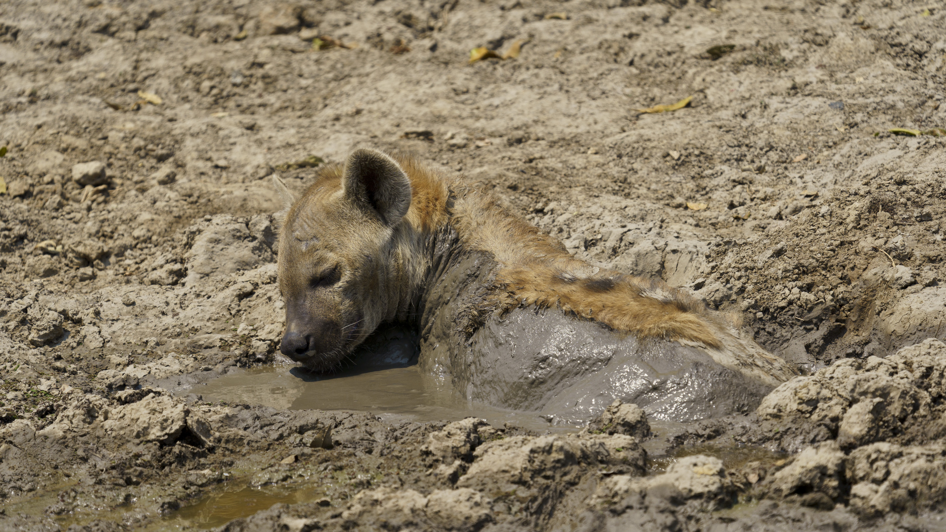 Hyäne im Schlammbad, South Luangwa NP Nsefu Sektor, 12.09.2019