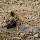 Hyäne im Schlammbad, South Luangwa NP Nsefu Sektor, 12.09.2019